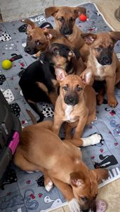 Цуценята метиси вівчарки