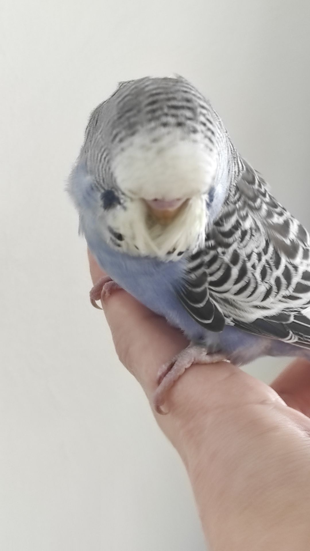 Выставочный волнистый попугай