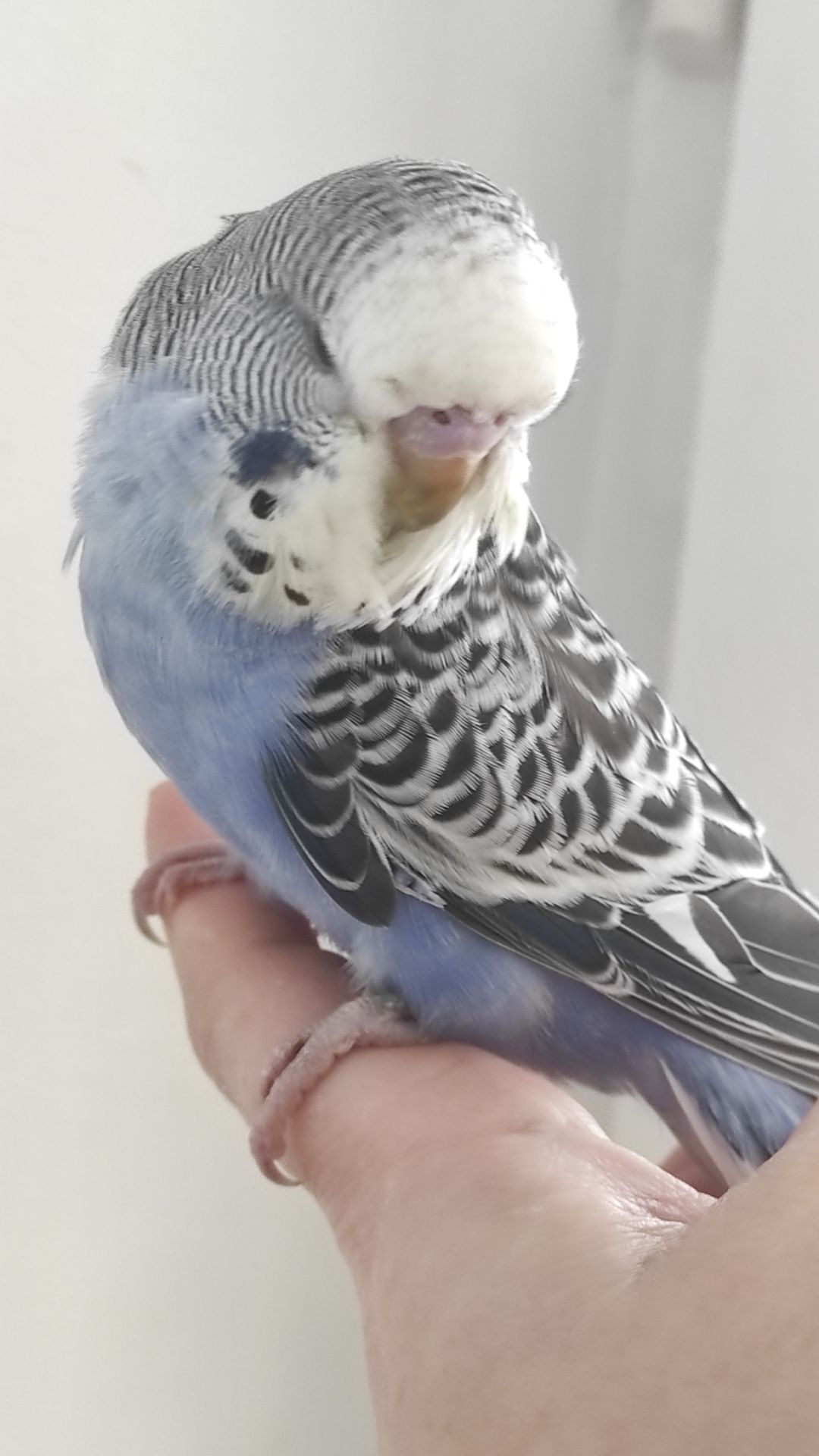 Выставочный волнистый попугай