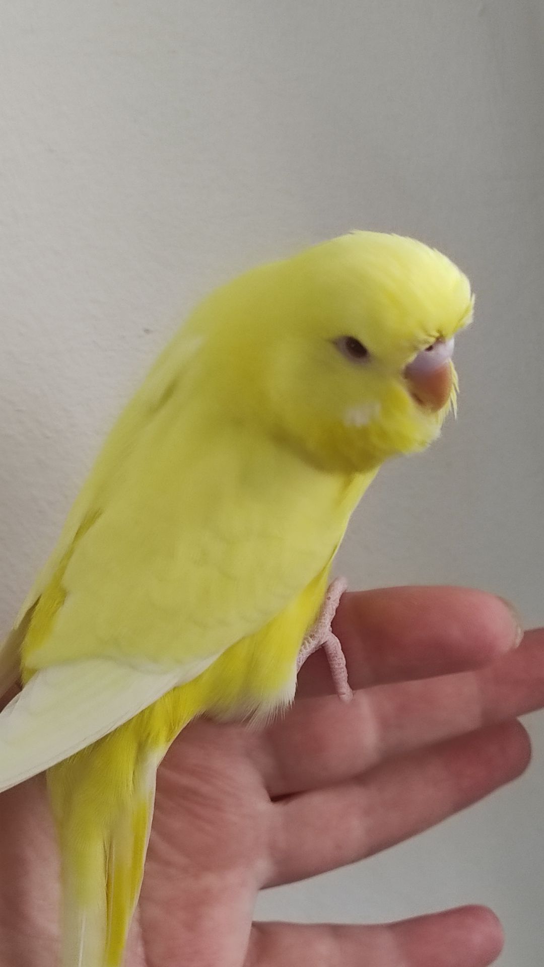 Хвиляста папужка чех