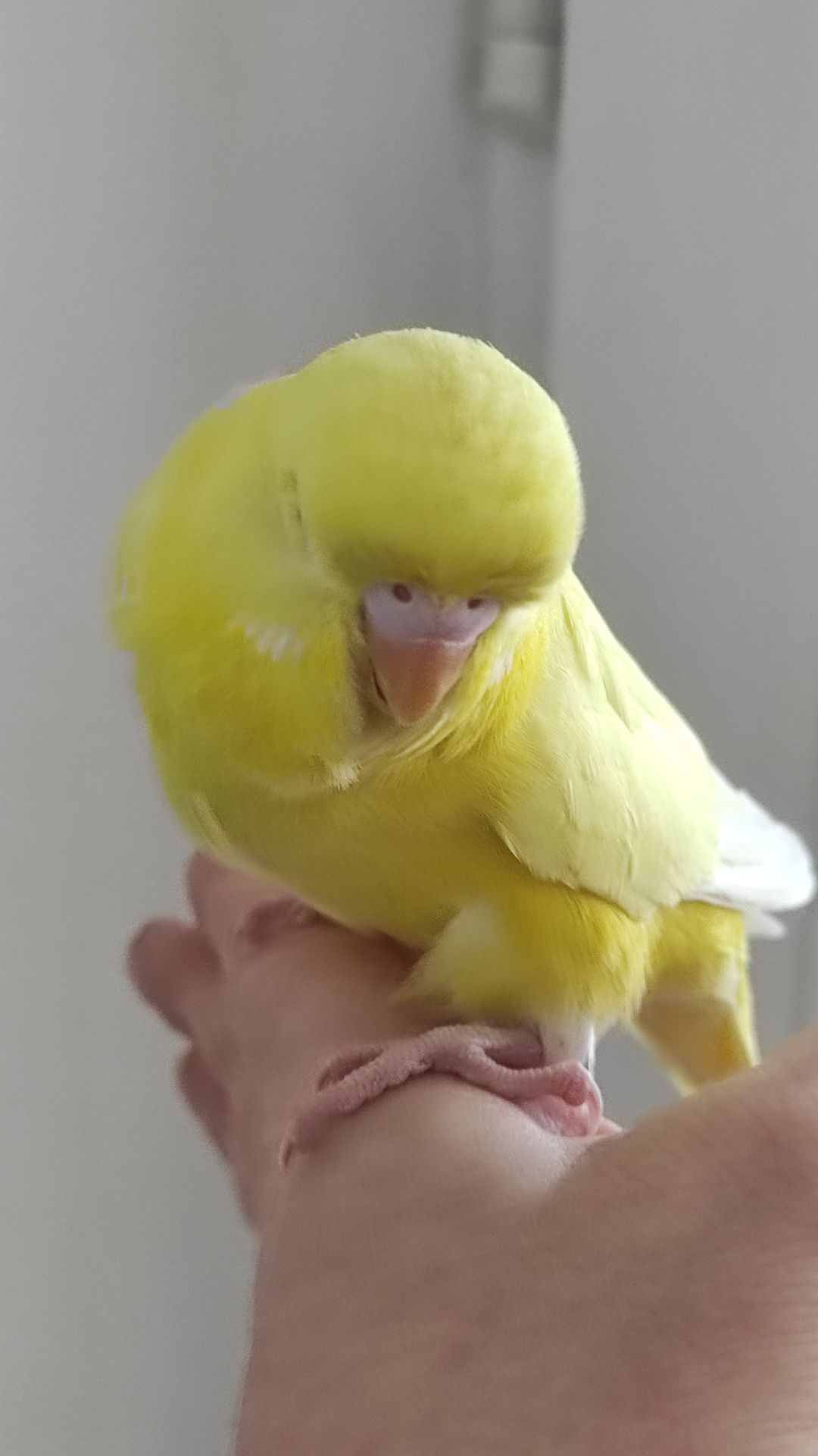 Хвиляста папужка чех