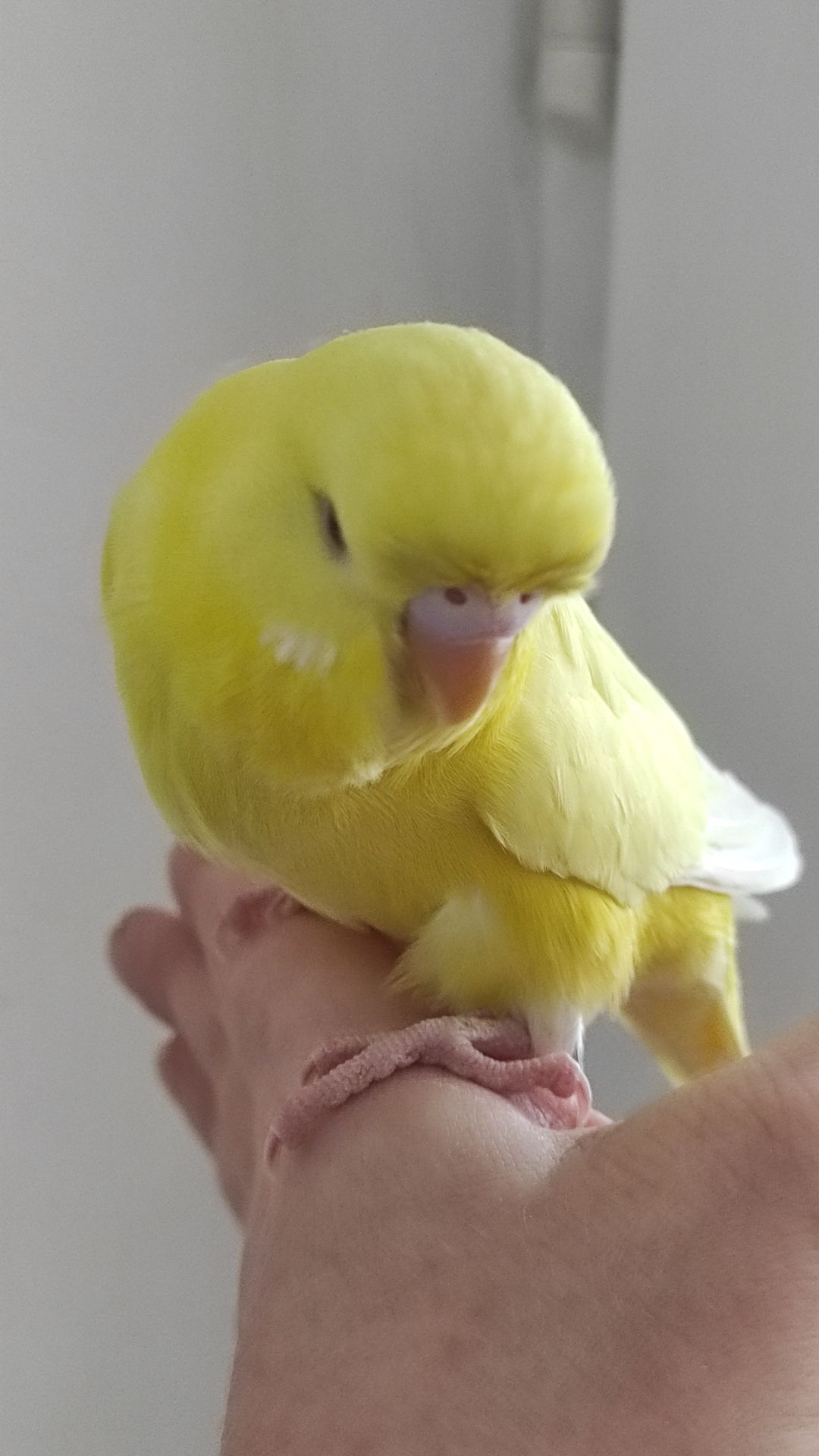 Хвиляста папужка чех