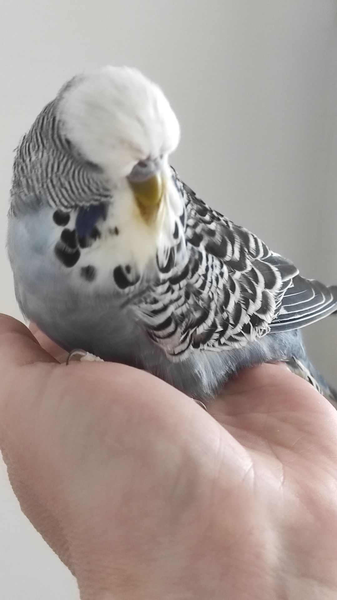 Выставочный волнистый попугай