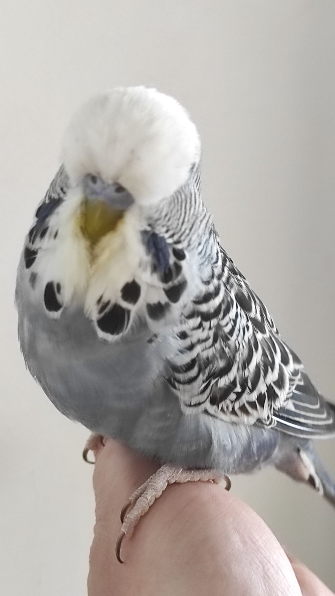 Выставочный волнистый попугай