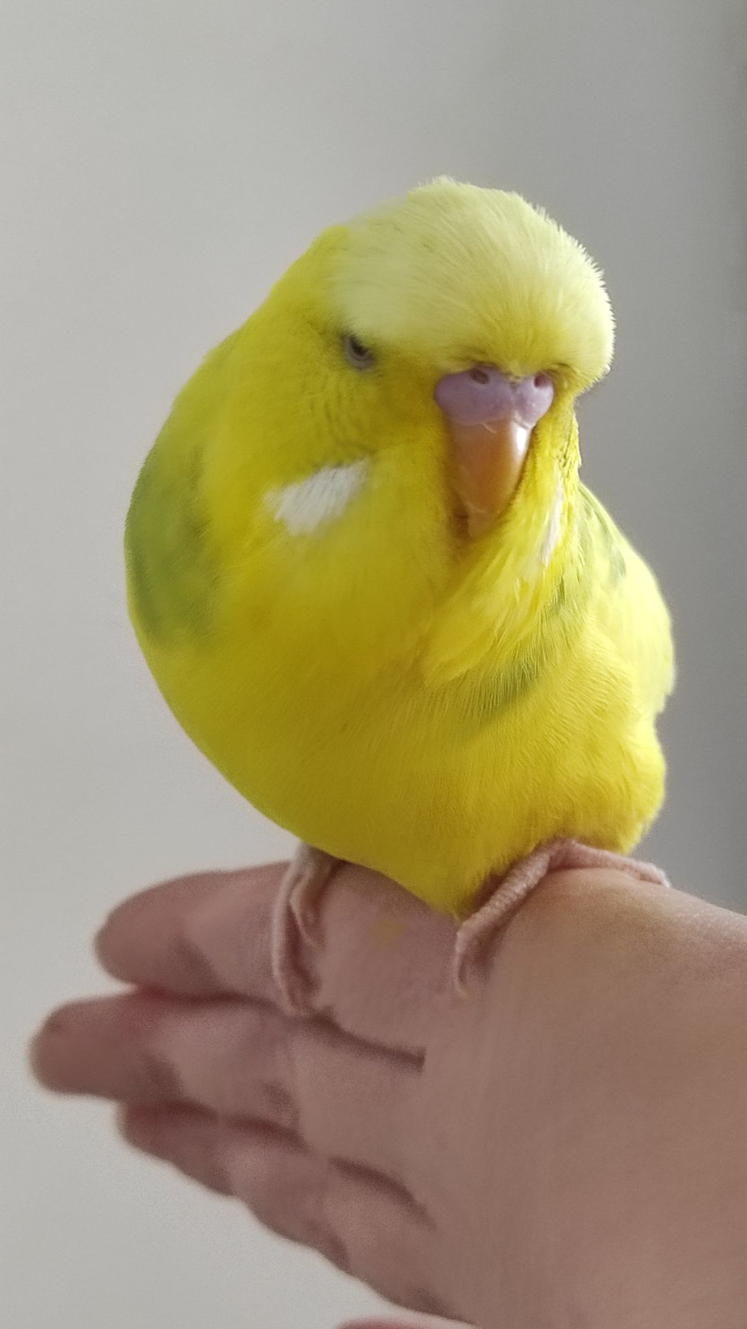 Выставочный чех