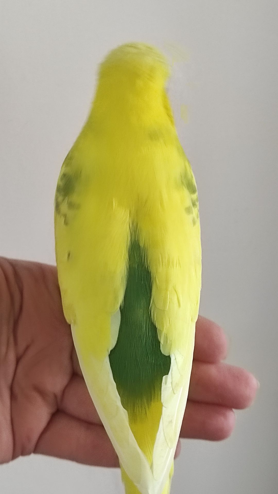 Выставочный чех