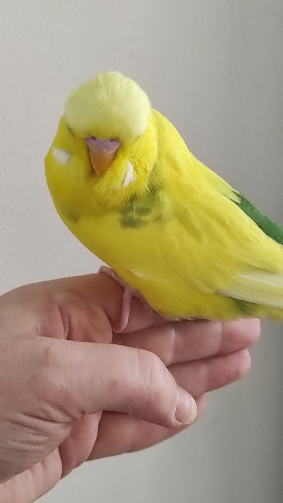 Выставочный чех