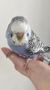 Выставочный волнистый попугай