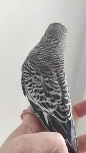 Выставочный волнистый попугай