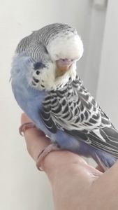 Выставочный волнистый попугай