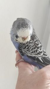 Выставочный волнистый попугай