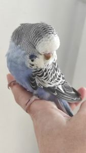 Выставочный волнистый попугай