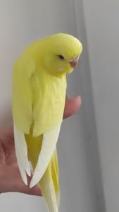 Хвиляста папужка чех