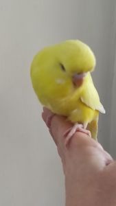 Хвиляста папужка чех