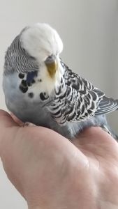 Выставочный волнистый попугай