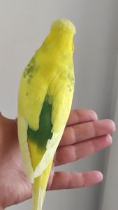 Выставочный чех