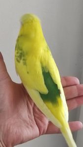 Выставочный чех