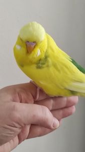 Выставочный чех