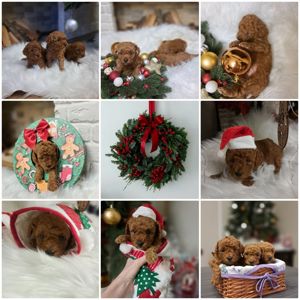 Чарівні цуценята мальтипу F2 шукають люблячі домівки!