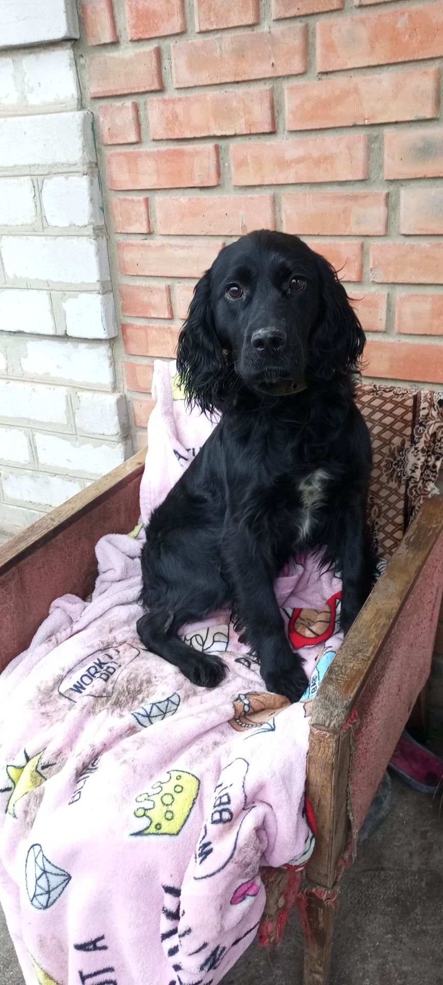 Ххлопчик РМС в пошуках люблячого хазяїна