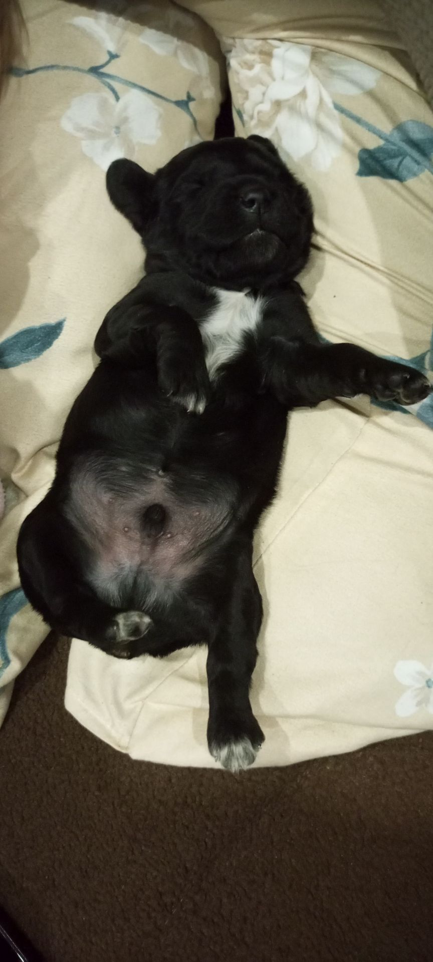 Ххлопчик РМС в пошуках люблячого хазяїна