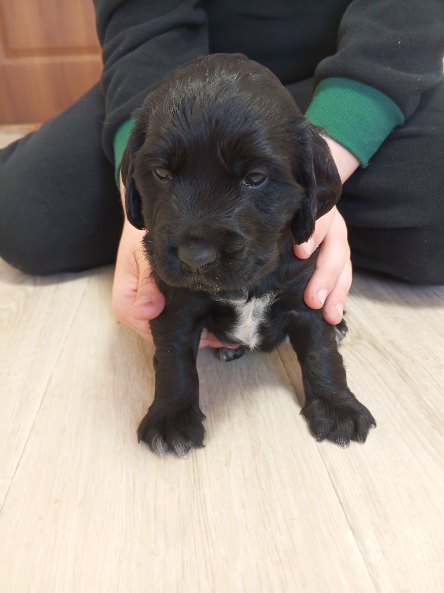 Ххлопчик РМС в пошуках люблячого хазяїна