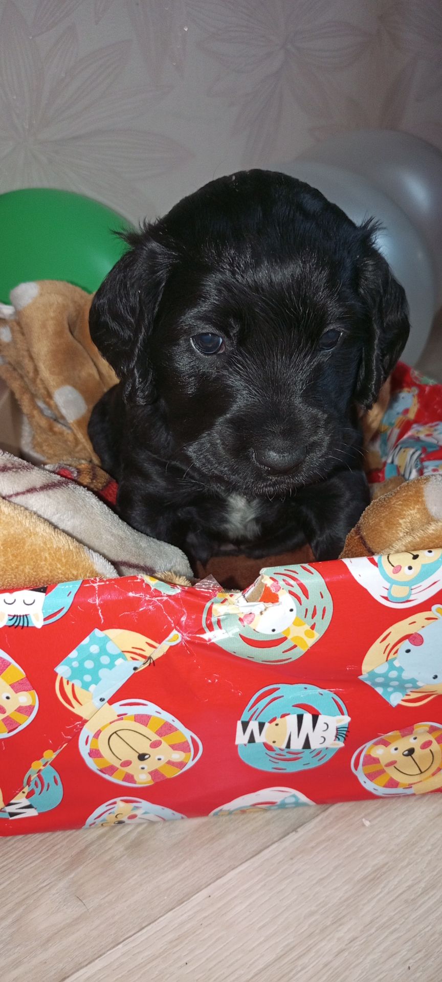 Ххлопчик РМС в пошуках люблячого хазяїна