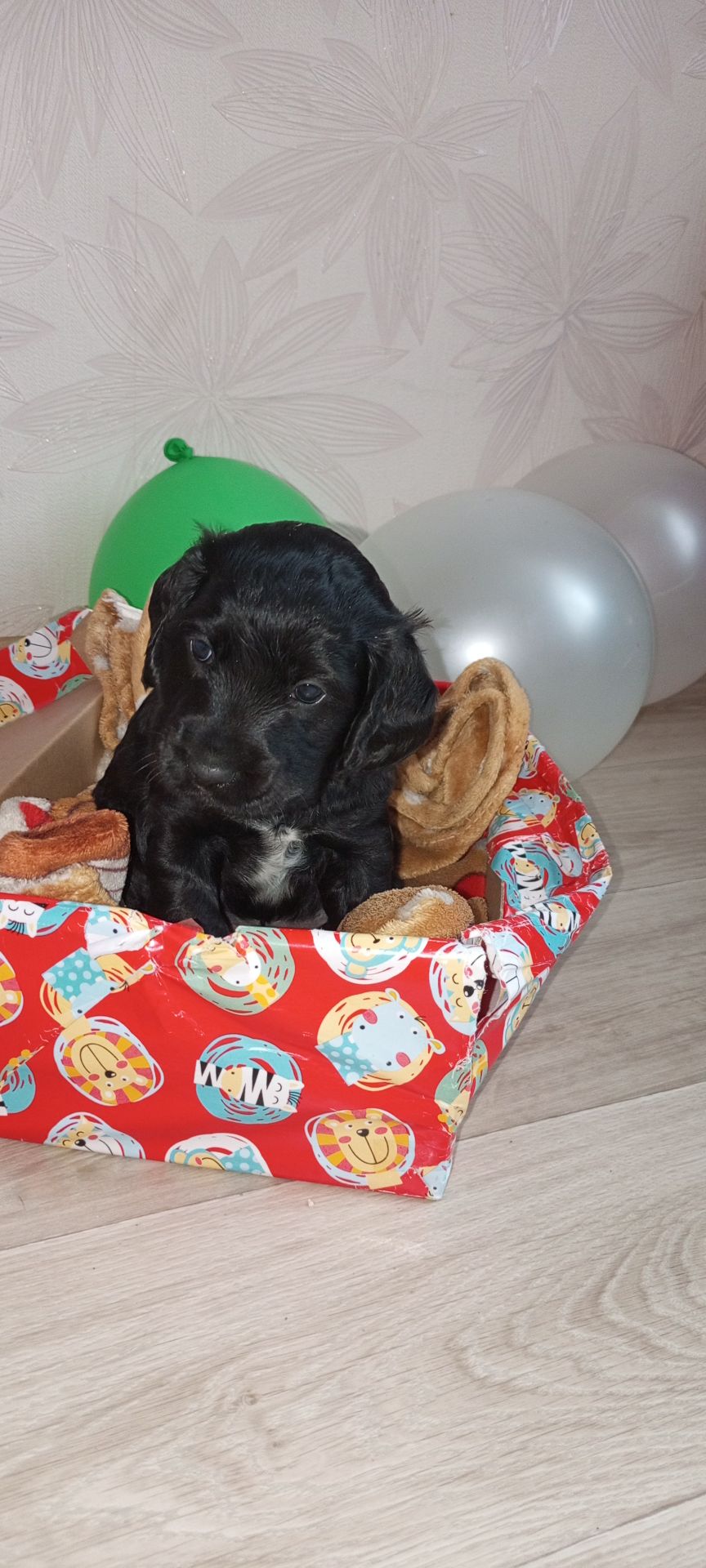 Ххлопчик РМС в пошуках люблячого хазяїна