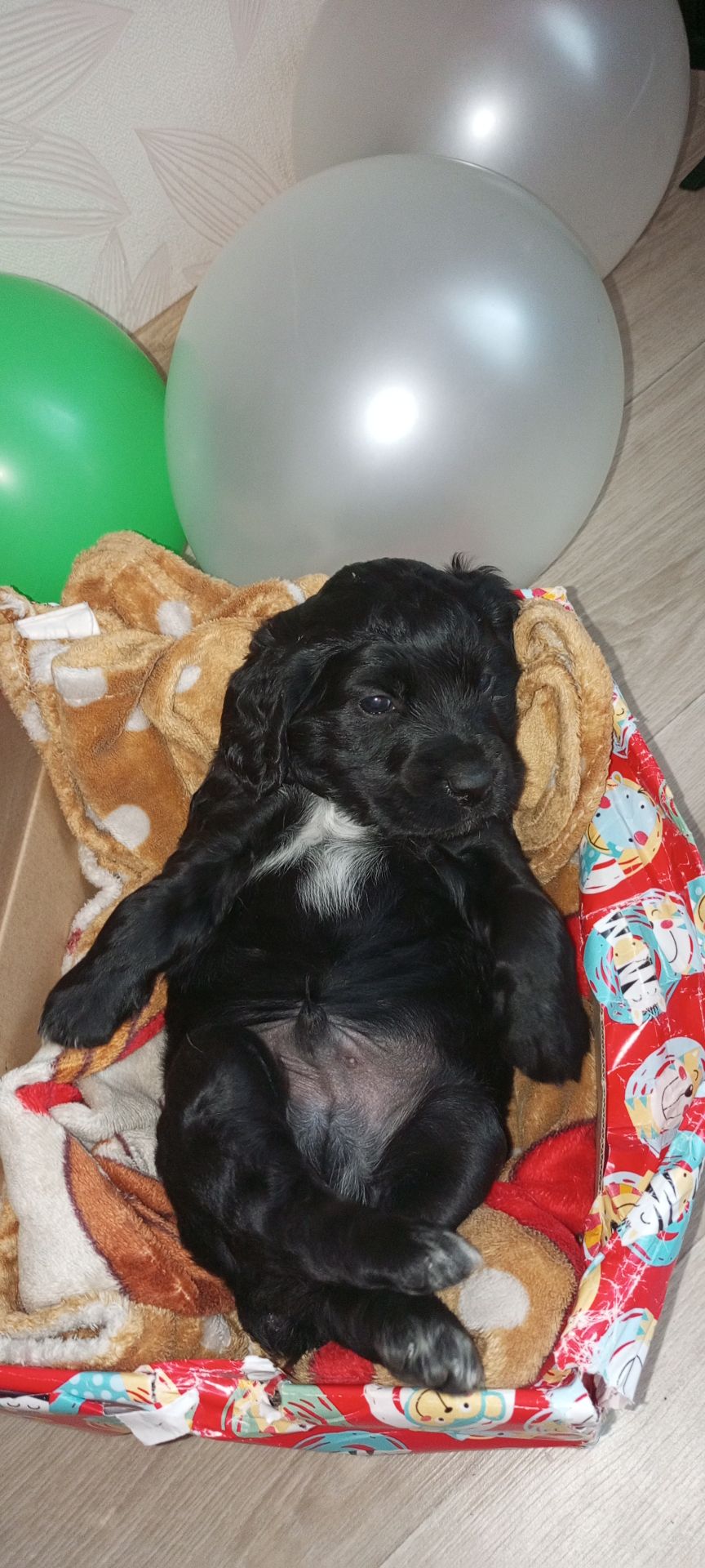 Ххлопчик РМС в пошуках люблячого хазяїна