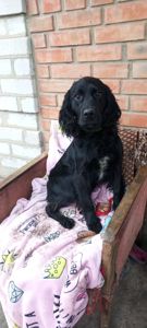 Ххлопчик РМС в пошуках люблячого хазяїна