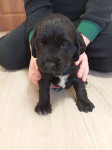 Ххлопчик РМС в пошуках люблячого хазяїна