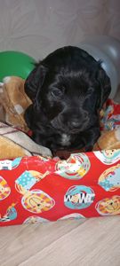 Ххлопчик РМС в пошуках люблячого хазяїна