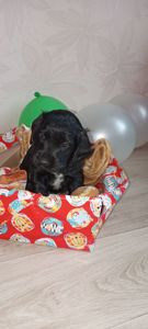 Ххлопчик РМС в пошуках люблячого хазяїна