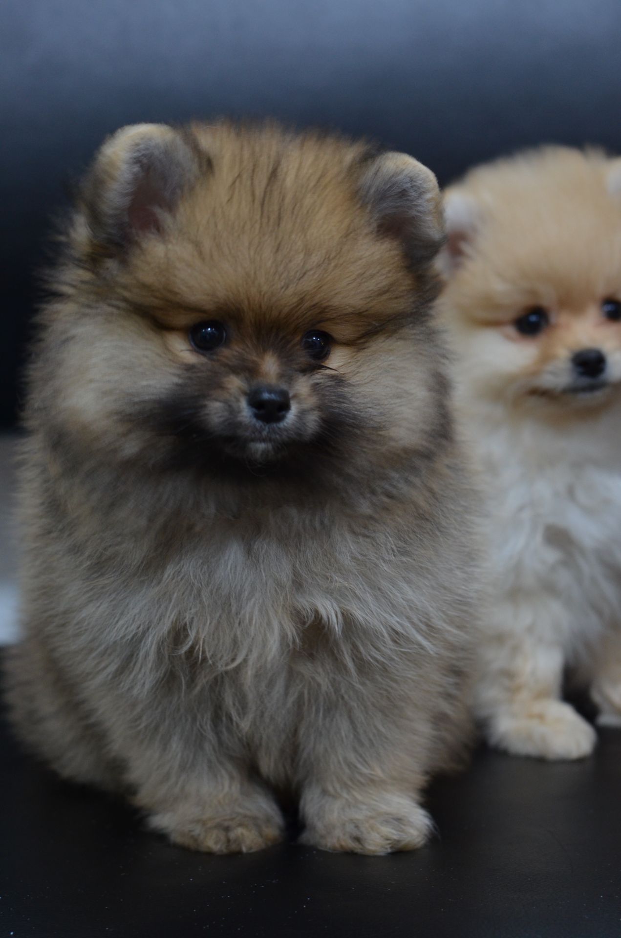 Щенки Померанского шпица мини