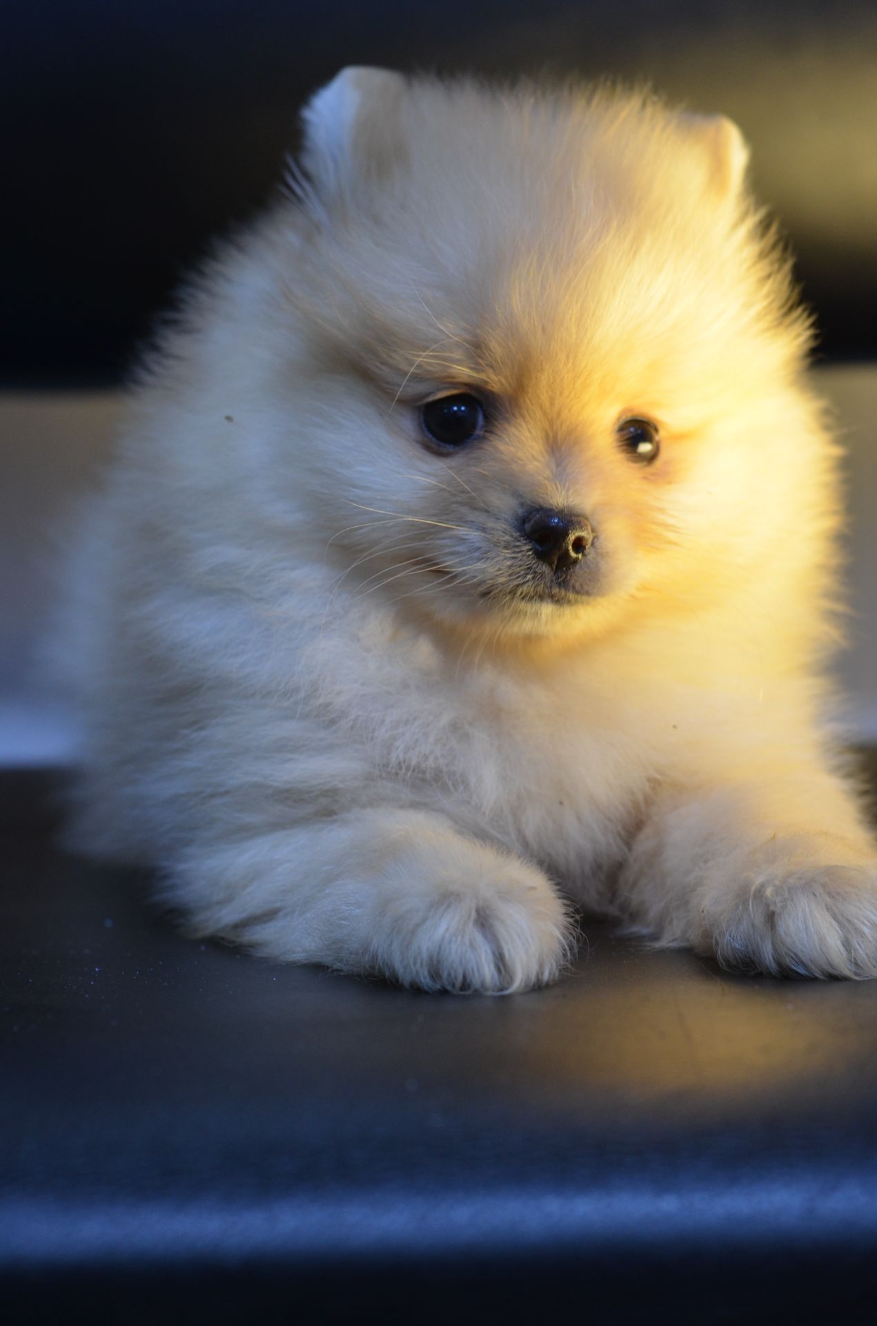 Щенки Померанского шпица мини