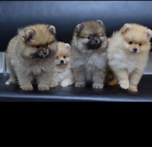 Щенки Померанского шпица мини