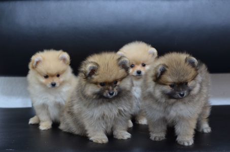 Щенки Померанского шпица мини