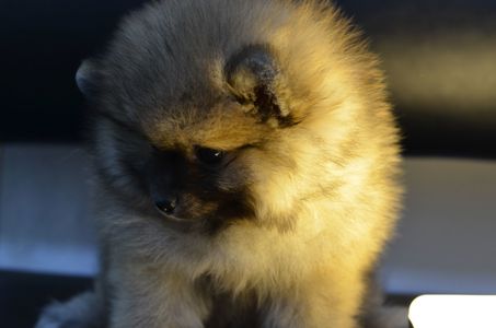 Щенки Померанского шпица мини