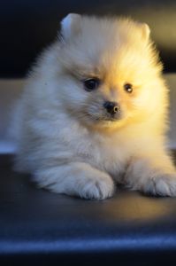Щенки Померанского шпица мини
