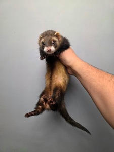 Хорёк, хорьки, хорёчек Маленький комочек счастья ищет дом! 🐾