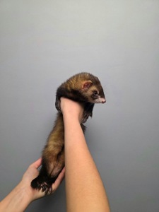 Хорёк, хорьки, хорёчек Маленький комочек счастья ищет дом! 🐾