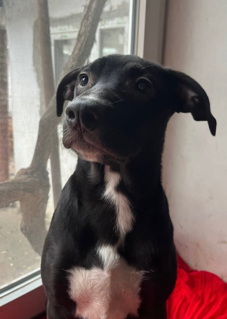 Питбуль девочка бесплатно срочно