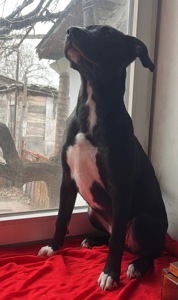 Питбуль девочка бесплатно срочно