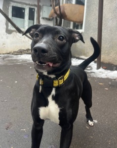 Питбуль девочка бесплатно срочно