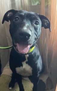 Питбуль девочка бесплатно срочно