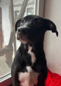 Питбуль девочка бесплатно срочно