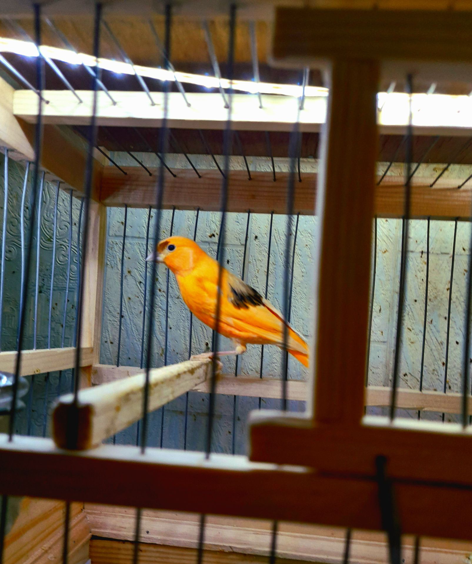 Красные канарейри, выставочное пение