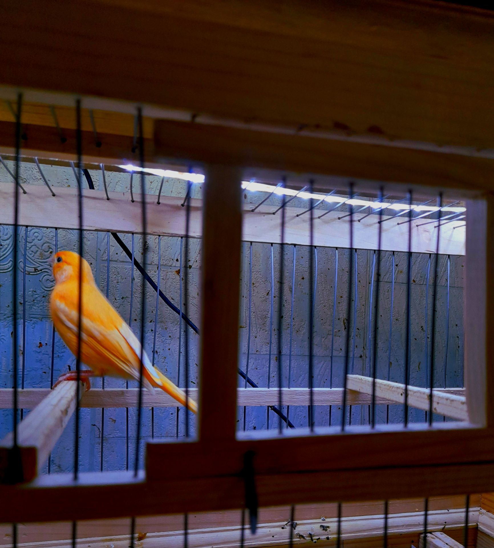 Красные канарейри, выставочное пение