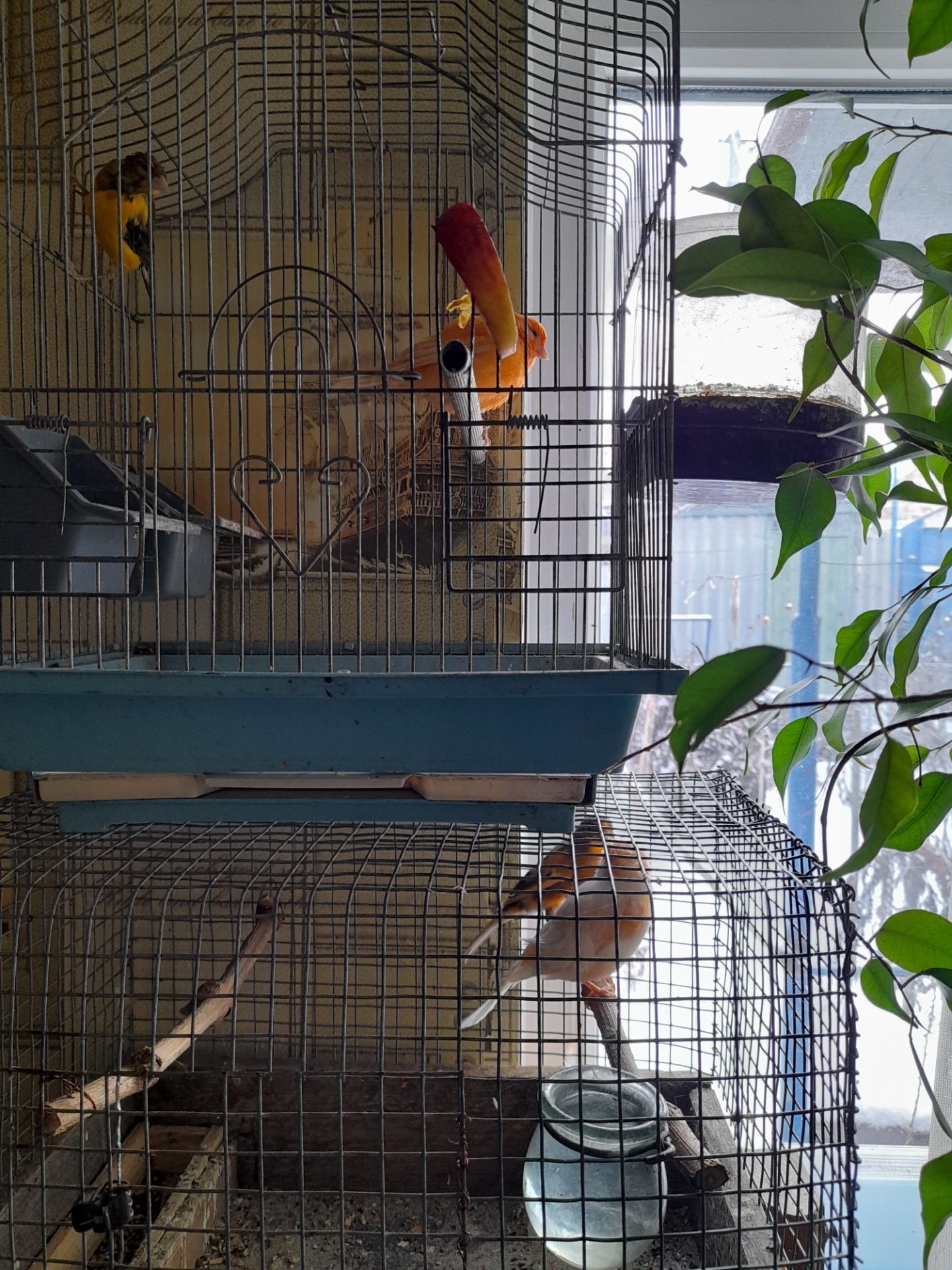 Красные канарейри, выставочное пение