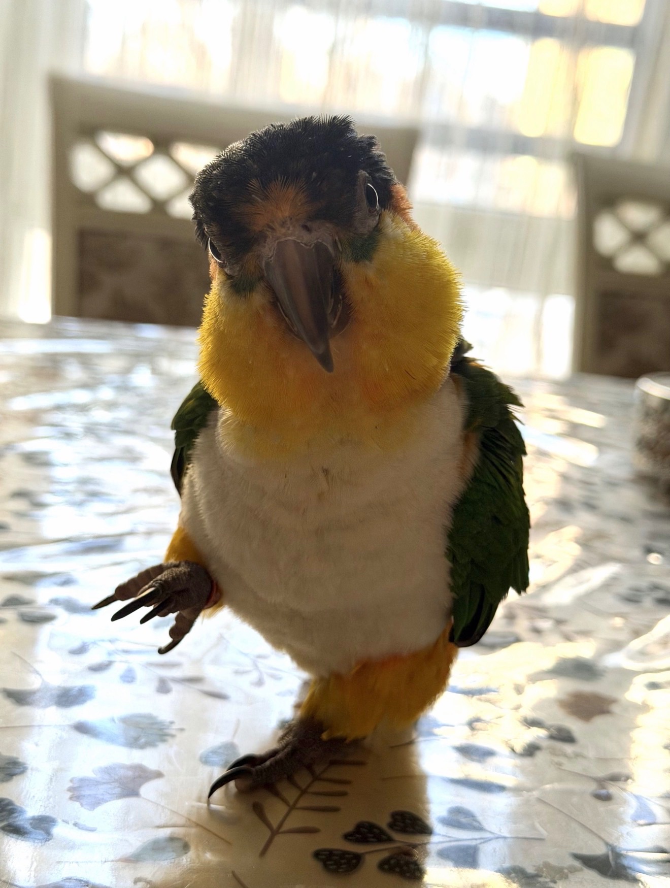 Танцюючий попуга